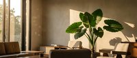 Modern minimalist living room with large fiddle leaf fig plant and natural sunlight streaming through floor-to-ceiling windows creating warm shadows on neutral walls.
