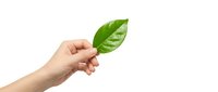Hand holding fresh green leaf on white background isolated for eco-friendly design concepts and environmental awareness campaigns.