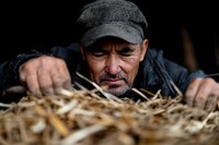 Senior Asian male farmer in cap and jacket examining fresh hay stack closely, authentic agricultural scene showing traditional farming practices.
