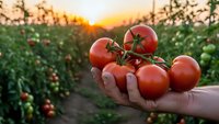 Fresh ripe tomatoes in farmer hands at sunset in organic vegetable garden. Harvest season agriculture concept for healthy food production.