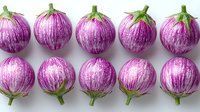 Fresh striped purple and white eggplants arranged in two neat rows on white background, organic farm produce showing natural pattern and texture.