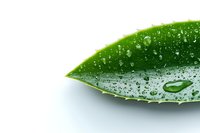 Fresh green leaf with water drops and dew on white background, macro photography showing natural moisture and plant texture. Isolated botanical element.