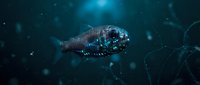 Deep sea anglerfish with bioluminescent lure swimming in dark ocean waters with floating particles creating mysterious underwater atmosphere.