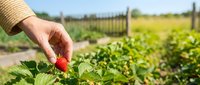 Hand picking fresh ripe strawberry from organic farm field with green plants and countryside background for healthy eating and agriculture.