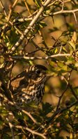 Speckled brown songbird perched among thorny branches and green leaves, camouflaged in warm golden autumn light in natural habitat.