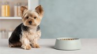 Yorkshire terrier puppy sitting next to food bowl on kitchen counter with soft blue wall background, perfect for pet care advertising.