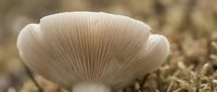 Delicate white mushroom with ribbed gills growing from forest floor, showcasing natural fungi texture and organic patterns in woodland environment.