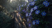 Purple clematis flowers blooming on garden wall with soft morning light creating dreamy botanical atmosphere for landscaping and nature photography.
