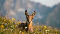 Young chamois resting in alpine meadow with wildflowers during golden hour. Mountain wildlife in natural habitat with blurred peaks background.