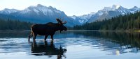 Majestic moose standing in calm mountain lake at dawn with snow-capped peaks and forest reflection creating serene wilderness landscape for nature photography.