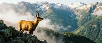 Mountain goat standing on rocky cliff overlooking misty alpine valley with snow-capped peaks and forest below during golden hour sunrise or sunset.