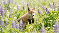 Young fox running through lavender field in summer, ideal for wildlife and nature stock photography.