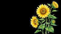 Bright yellow sunflowers with green stems and leaves isolated on transparent background. Ready for t-shirt designs, clipart, stickers, print-on-demand products, and sublimation projects.