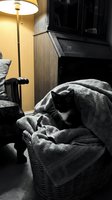 Black and white cat resting in wicker basket with gray blanket in cozy bedroom interior with warm lamp lighting.