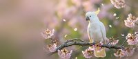 White cockatoo perched on blooming cherry blossom branch with soft pink flowers and petals falling in dreamy spring garden setting.