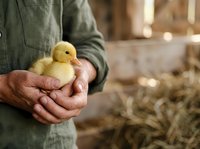 Farmer holding newborn yellow duckling in hands on rural farm, poultry breeding and animal husbandry concept for agricultural business and countryside lifestyle.