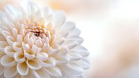 Delicate cream-colored dahlia flower in full bloom against soft blurred background, showcasing intricate layered petals and natural symmetry. For floral design and decor.