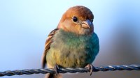 Small colorful songbird perched on rope with vibrant plumage in orange, green and blue tones against soft blurred background for nature photography.