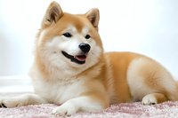 Smiling Akita Inu dog lying on pink carpet against light background, showing friendly expression and characteristic cream-colored fluffy coat. Perfect for pet care advertising.