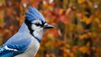Blue jay perched with vibrant autumn foliage background showcasing seasonal wildlife photography for nature and bird watching content.