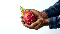 Male hands with darker skin tone holding fresh pink dragon fruit against white background, wearing blue plaid shirt sleeve. Suitable for food, agriculture, and healthy lifestyle content.