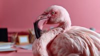 Flamingo with pink plumage preening feathers against pink background, suitable for wildlife, nature, and animal-themed designs.