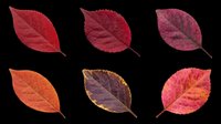 Six vibrant autumn leaves in red, orange, and burgundy tones, isolated on transparent background. Ready for clipart, stickers, t-shirt design, sublimation, and print on demand.