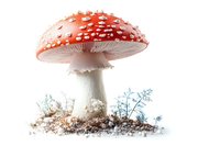 Red and white spotted mushroom amanita muscaria growing in soil with small blue flowers, artistic nature composition on white background, isolated.