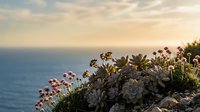 Coastal wildflowers bloom on clifftop overlooking ocean at golden hour sunset with soft clouds and serene seascape for nature photography and travel content.