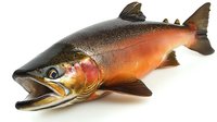 Realistic coho salmon with vibrant orange and silver scales, detailed fins and gills, open mouth showing distinctive teeth against white background, isolated for design use.