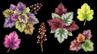 Colorful heuchera leaves and flower stems set, isolated on transparent background, ready for stickers, clipart, t-shirt design, sublimation, and print on demand use.