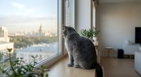 Gray tabby cat sitting by large window overlooking city skyline in modern apartment interior with plants and natural light streaming in.