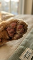 Close-up of orange tabby cat paw with pink pads resting on soft green fabric blanket in cozy indoor setting with natural window light.