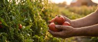 Farmer hands holding fresh ripe red tomatoes in organic vegetable garden during golden hour sunset. Harvest season agriculture concept for healthy eating.