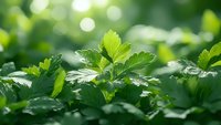 Fresh green parsley leaves with water drops in morning sunlight, natural bokeh background. Close up view of growing herbs in organic garden.