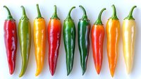 Fresh colorful chili peppers arranged in row showing gradient from red through green to yellow on white background, isolated food photography for cooking design.