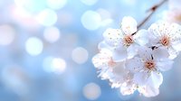 White cherry blossom flowers blooming on branch with soft bokeh background for spring nature design and seasonal decoration projects.