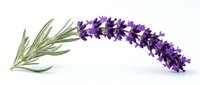 Isolated purple lavender flowers with green stems on white background, ready for design projects, botanical illustrations, wellness products, aromatherapy packaging, and decorative applications.