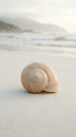 Spiral seashell on sandy beach with soft ocean waves and misty coastal mountains in background creating peaceful seaside atmosphere for relaxation concepts.