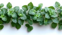 Fresh green mint leaves arranged in decorative border on white background, isolated for culinary design projects and natural herb graphics.