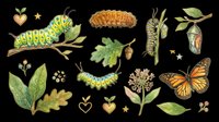 Caterpillar and butterfly lifecycle stages with leaves, flowers, and botanical elements isolated on transparent background. Ready for t-shirt design, clipart, stickers, sublimation, and print-on-demand products.