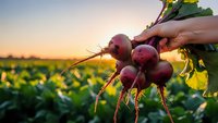 Fresh organic radishes with green leaves being harvested by hand from garden at golden sunset. Farm to table vegetable agriculture concept.