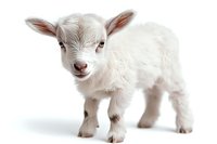 Adorable white baby goat kid standing on white background, looking at camera with curious expression. Isolated farm animal for agricultural and design projects.