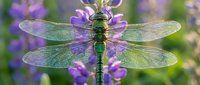 Close-up of green dragonfly with iridescent wings perched among purple wildflowers in natural garden setting for nature and wildlife photography.