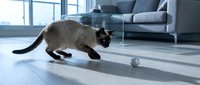 Siamese cat with dark points stalking a small toy mouse on polished wooden floor in modern living room with gray sofa and large windows.