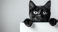 Adorable black kitten with bright blue eyes peeking over white surface in monochrome portrait, isolated on neutral background for pet adoption campaigns.