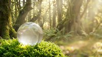 Crystal ball resting on moss in enchanted forest with golden sunlight streaming through trees creating magical atmosphere for fortune telling.