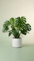 Monstera deliciosa houseplant with split leaves in white ceramic pot on neutral background for home decor and interior design projects.