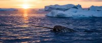 Seal swimming in arctic waters at golden sunrise with icebergs floating in background, wildlife in natural habitat.