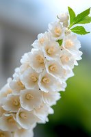 Delicate white foxglove flowers in full bloom against soft blurred background, featuring detailed stamen and fresh green leaves, captured in macro photography.